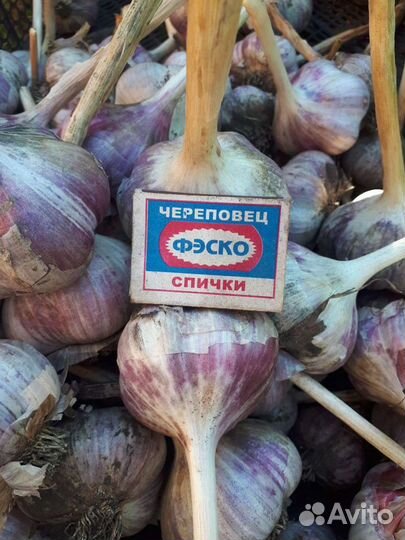 Чеснок(озимый)