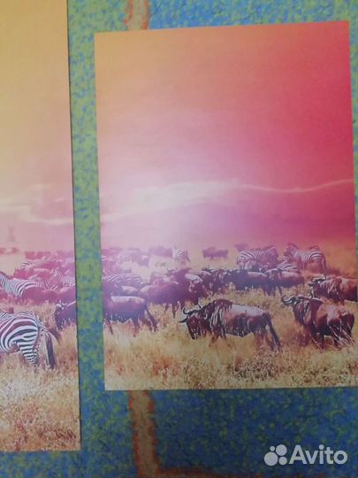 Набор постеров животные африкиа