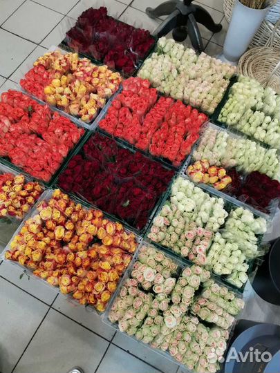 101 роза кения