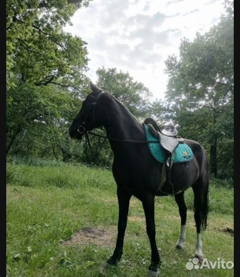 Конные прогулки