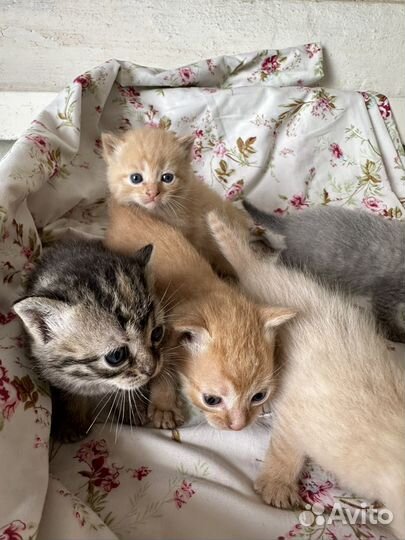 Котята в добрые руки даром