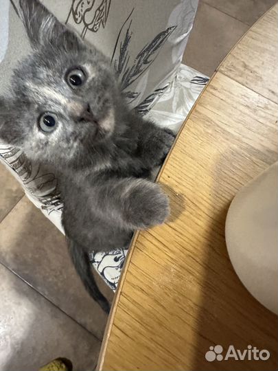 Котята в добрые руки даром