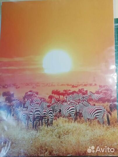 Набор постеров животные африкиа
