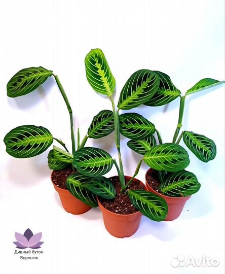 Маранта Лимон Лайм, доставка (18.10)