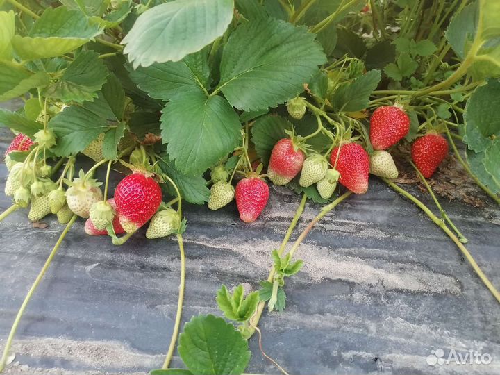 Рассада клубники