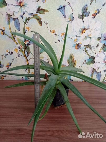 Алоэ вера (3 года)