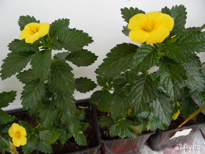 Дамиана Turnera ulmifolia