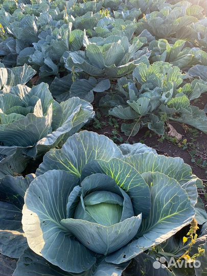 Syngenta Семена капусты агрессор