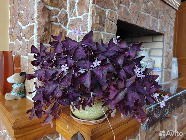 Кислица Регнелла (Oxalis)