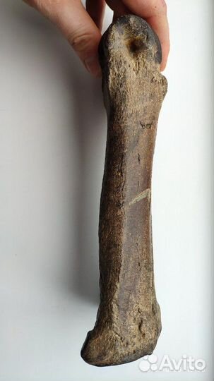 Окаменелая Кость доисторического ископаемого живот