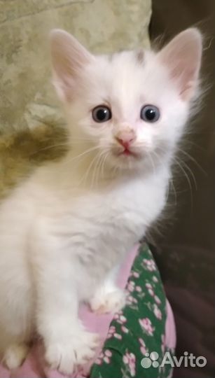 Котятки в добрые руки