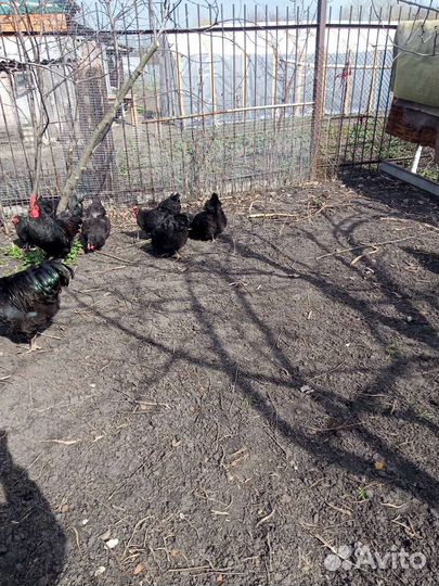 Джерсийский гигант