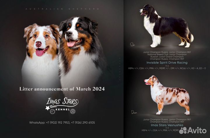 Австралийская овчарка, щенки