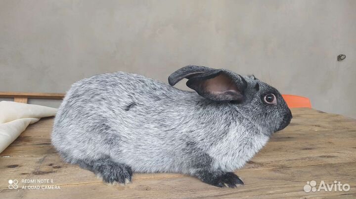 Кролики полтавское серебро