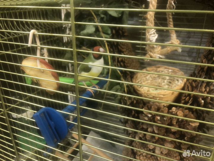 Продаю кенарей, гульд(самцов и самочек)