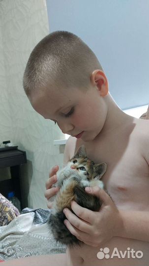 Кошки