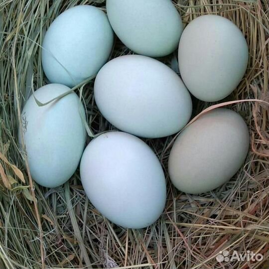 Яйцо инкубационное Амераукана