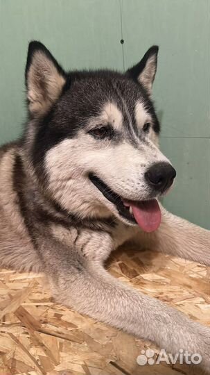 Сибирский хаски