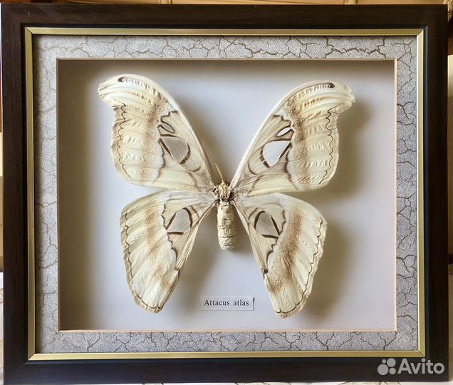 Бабочка Attacus atlas