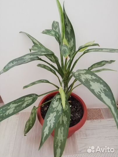 Аглонема в горшке