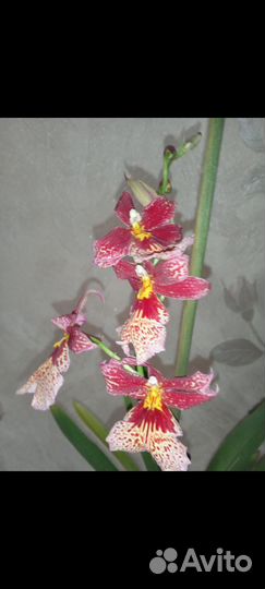 Орхидея камбрия