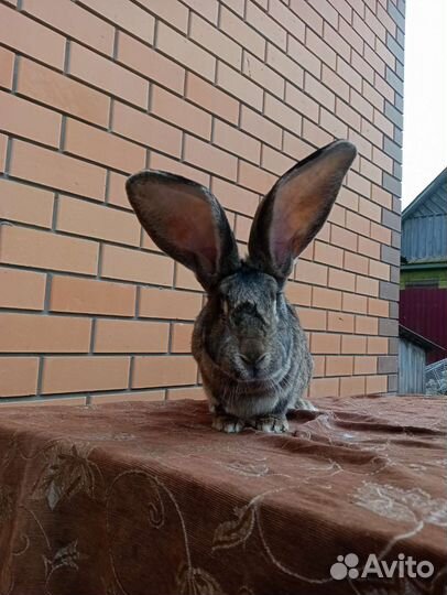Кролики бельгийский великан