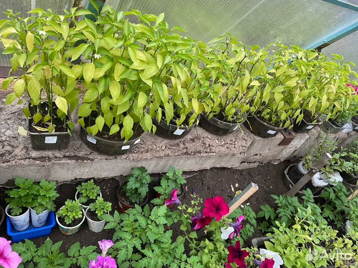 Рассада помидор крупные перец болгарский и острый