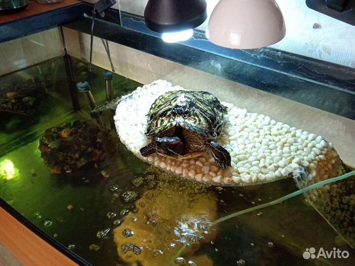 Террариум для красноухой черепахи