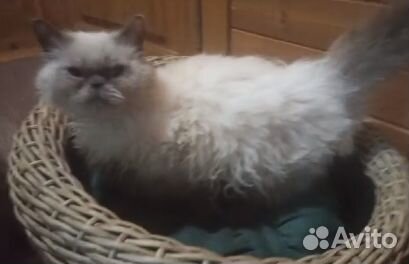 Сладкая девочка, кудряшка, 4 мес