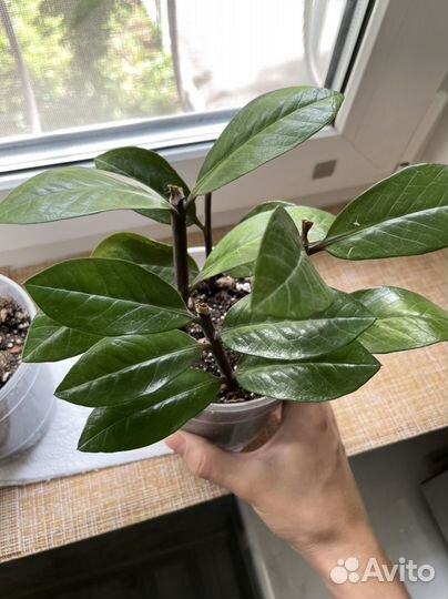 Замиокулькас черный равен