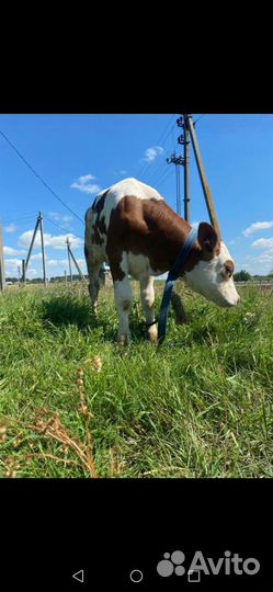 Телка 1 месяц-полтора порода симментал