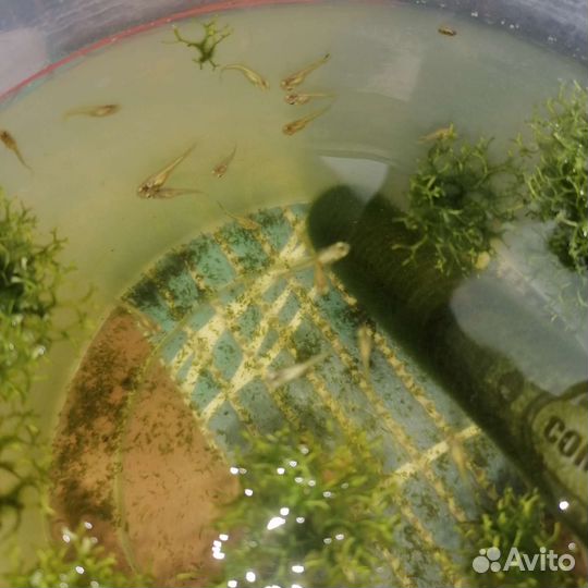 Аквариумные рыбки гуппи