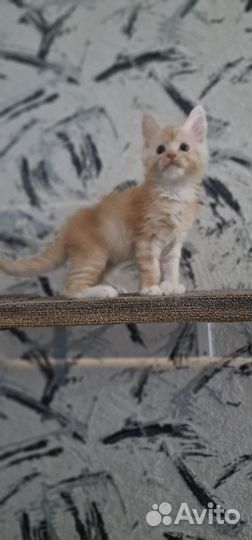 Котята мейн-кун