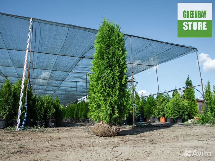 Туи колумна 2 м свежая копка 2023