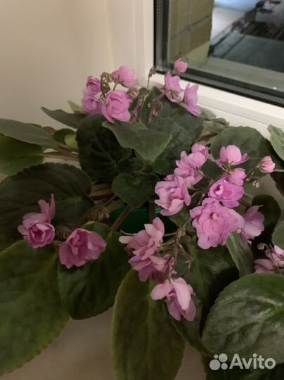 Фиалки цветущие в горшке