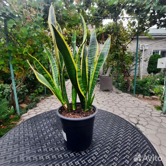 Сансивиерия, Замиокулькас