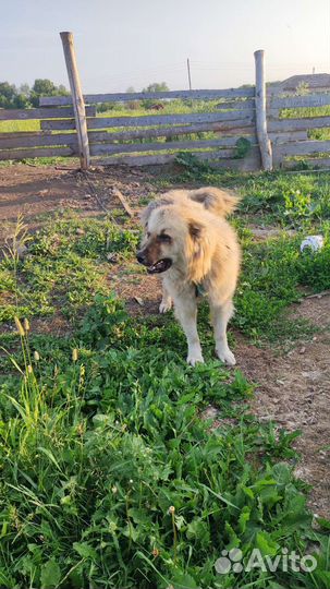 Кавказская овчарка