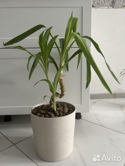 Юкка с горшком