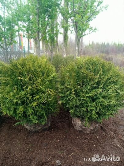 Туя стриженная барабант