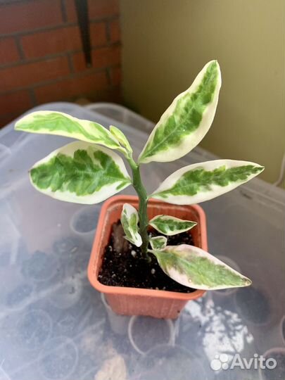 Псевдоэрантемум, педилантус и др