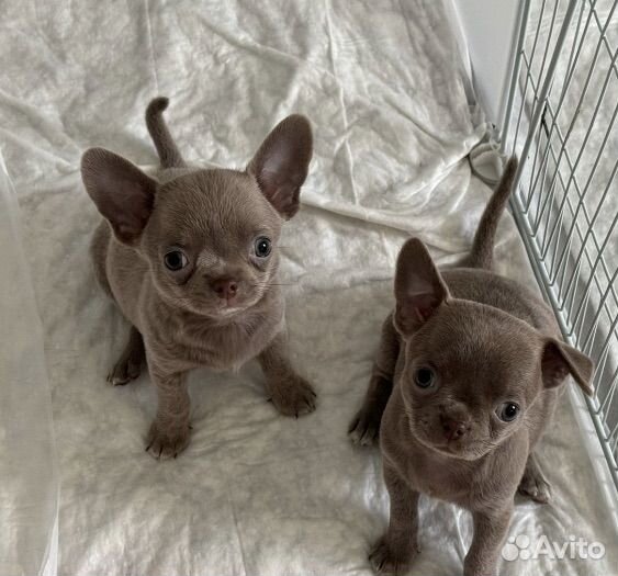 Щенки чихуахуа