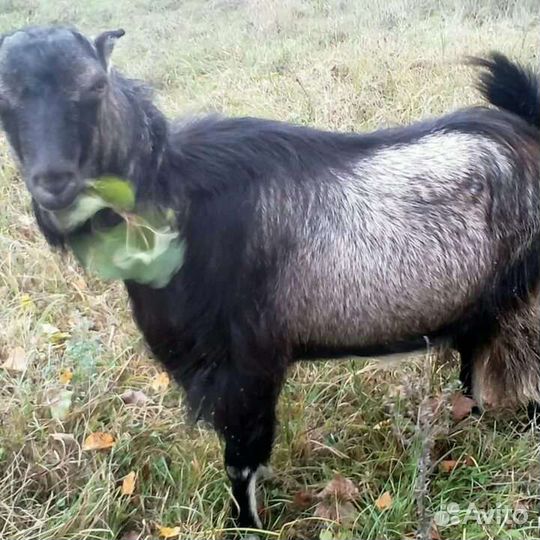 Козел Ламанча