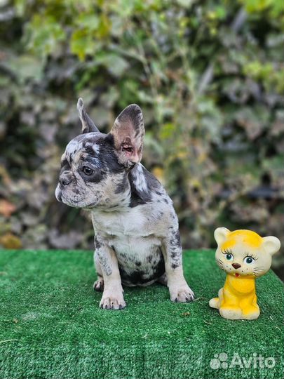 Девочка лиловый мерль мини