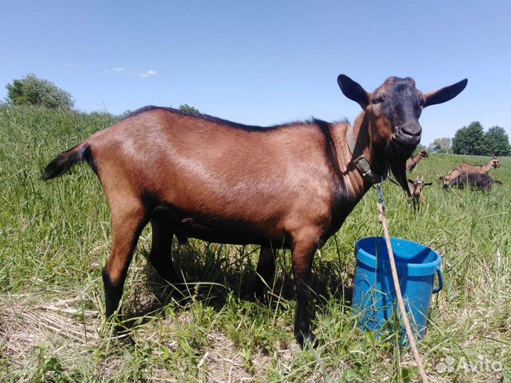 Козёл чешский