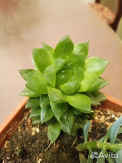 Сукуленты на обмен