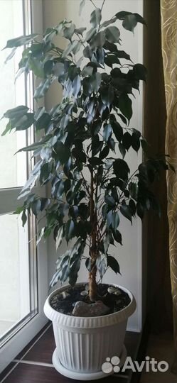 Комнатные растения цветы