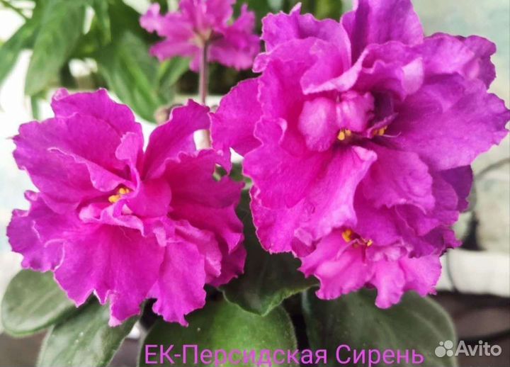 Детки сортовых фиалок