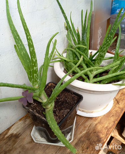 Комнатные растения