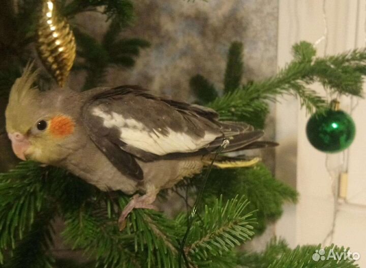 Продам птенцов карелл ручные