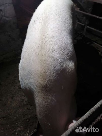 Продаю хряка